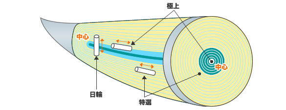 象牙説明